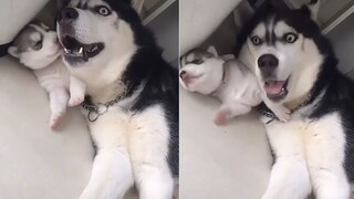 Saat Husky mengurus anak, asal hidup saja