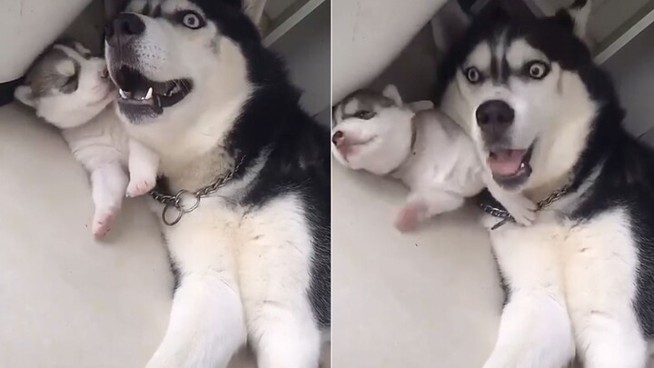 Cute Husky Videos | Husky Family