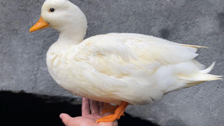 Vịt Colley láo quá, cứ cố lôi con chim đen nhỏ xuống nước