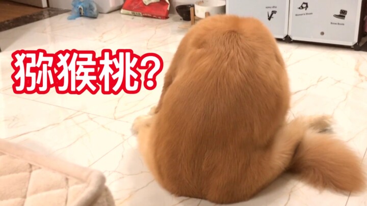 养一只猕猴桃金毛的日常。哈尼胖啦～