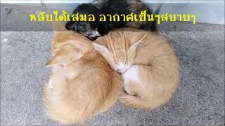 หลับได้เสมอ อากาศแบบนี้ เหมียววววว..วววว