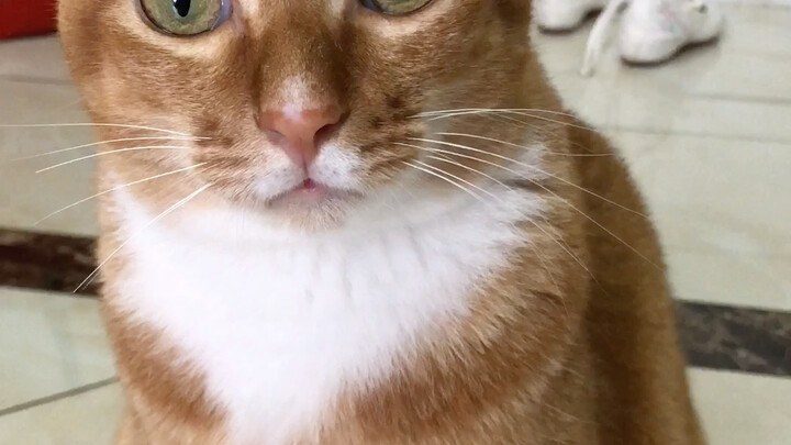 Tôi cảm giác Đôn Đôn dường như có thể hiểu được tôi nói gì