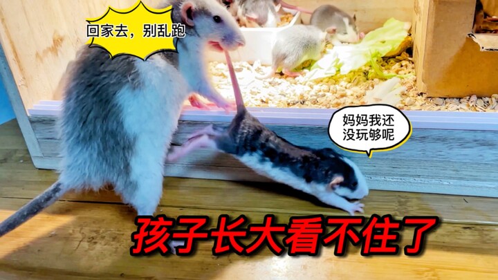 [Dormouse] The grown-up baby dormouse is so playful that its mom can barely keep up.
