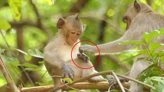 Sadly To See Baby Janet Like This, Tiny Janet Monkey Finger Become Worst & Worst, Poor Baby Janet