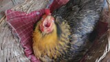 Hewan|Ayam yang Mengerami Telur