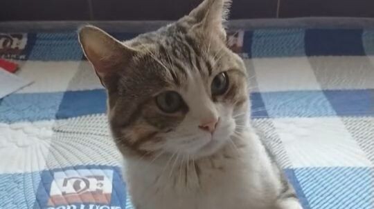 เลิกงานกลับบ้านลูบแมวน้อย แล้วก็ลุย!