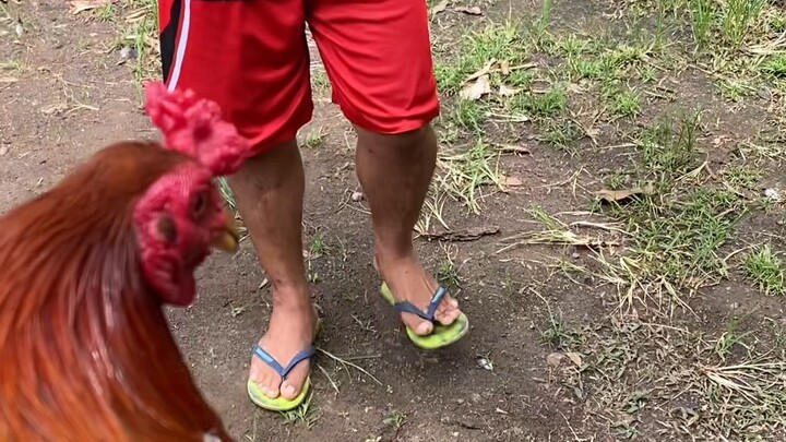 Broodcock CARDINAL Kelso vs Sweater 🏆🏆🏆❤️❤️❤️