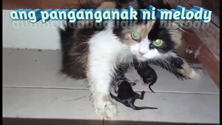 Cat give birth