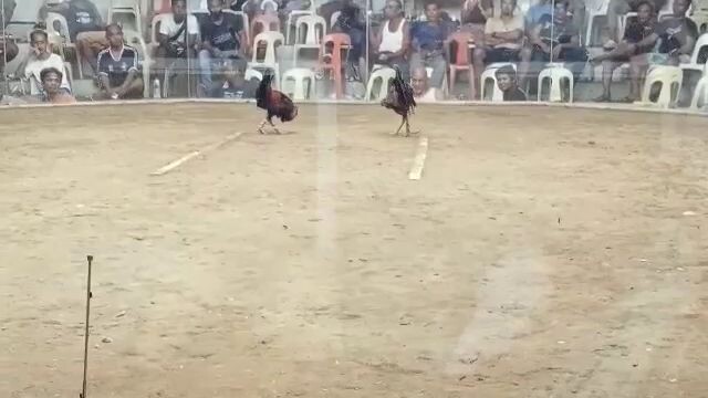 pure hatch💪💪💪