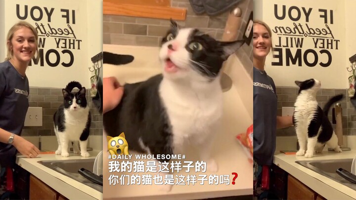 This is how my cat is—does your cat act like this too?