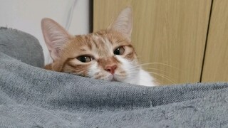 My cat and I collapsed the landlord's bed