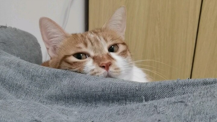 我和我家猫把房东的床睡塌了