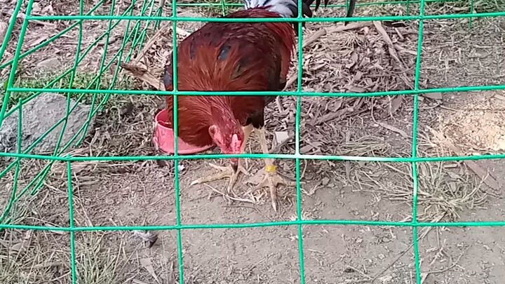 6month pure yellow leg hatch