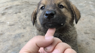 [Satwa] [Dog Person] Perbandingan anjing rumah nenek pihak ibu dan ayah