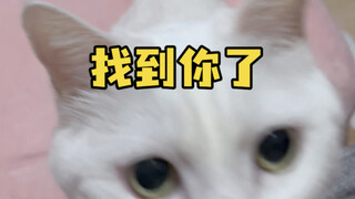 The hardest thing when playing hide-and-seek with cats is to hold back laughing hahahahahahahahaha #
