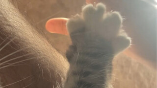 Cat claws are blooming! ! !