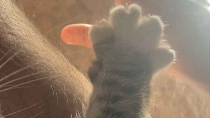 Cat claws are blooming! ! !