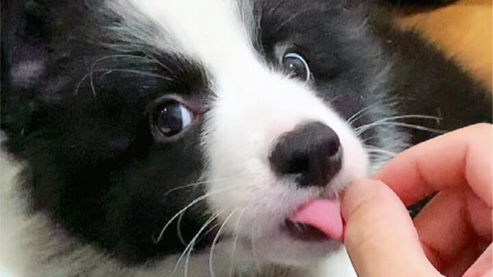 Bạn còn nhớ hình dáng chú chó nhà mình lúc lần đầu về nhà bạn không?