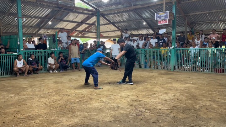 LWLL not a friendly day today 3cock derby at Busuanga Palawan