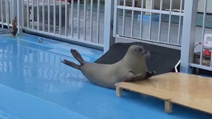 Bao Bao mengerutkan dahi saat menyadari berat badannya tidak sesuai.