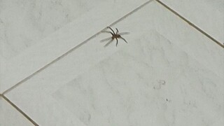 Brown Recluse Spider