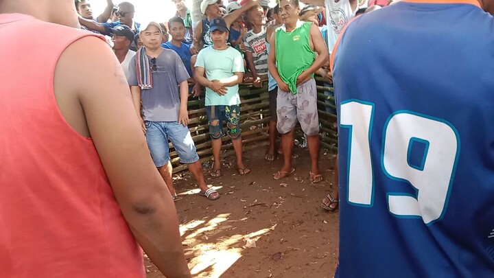 Unang Palo baon sa lupa tagal mabunot pero nanalo pa.