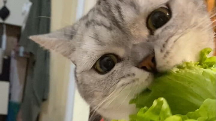 The Evolutionary History of a Pig… Hilarious!