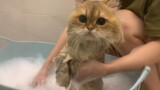 Kitty Takes A Bath After Seeing Her First Love! -Today's Vlog Summary