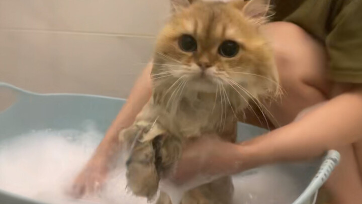 Kucing Segera Pergi Mandi Setelah Bertemu Cinta Pertamanya