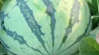 Collection of Fun Experiments