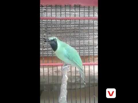 Kumpulan ijo banyuwangi Ciri khas khusus cucak ijo banyuwangi suara bebeci