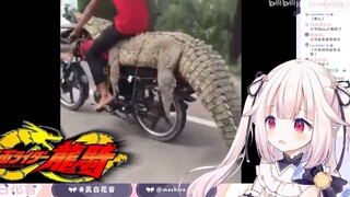 日本萝莉看《不战斗就无法活下去》看到骑着鳄鱼 人傻了
