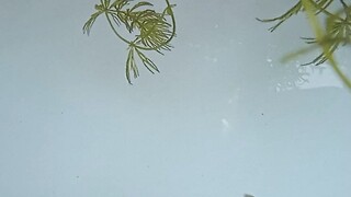 fishies