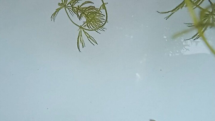 fishies