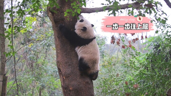 There are no pandas who can’t climb trees—only trees that Director Hua doesn’t feel like climbing. T