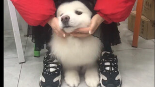 Dog: I'm not scared, just a little timid!