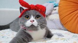 The cat thought it was cute after wearing a bow, but it turned out to be called a "man with a horse 