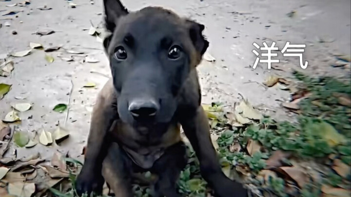 Stylish & Fierce: Radiating Dominance on All Sides, Proving Your Worth by Defending the King!