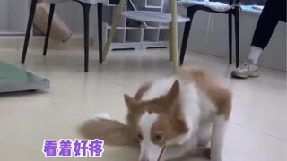 边牧我演这么像应该能骗过他吧