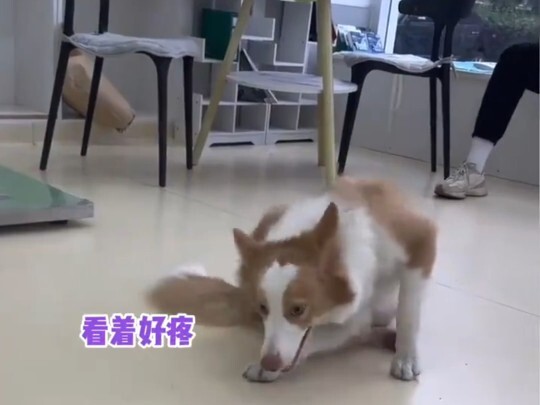 边牧我演这么像应该能骗过他吧