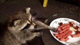 Raccoons Eat Hot Dogs.