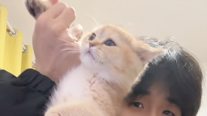 Xem một chú mèo tuyệt thế đã được thuần hóa thành công