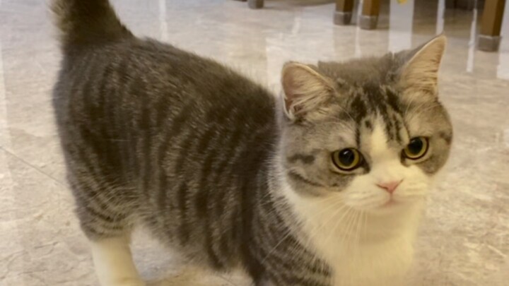 The kitten said that when my tail stands up, it means I am very happy.