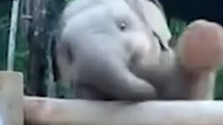 الفيل الصغير يريد الاهتمام حقًا