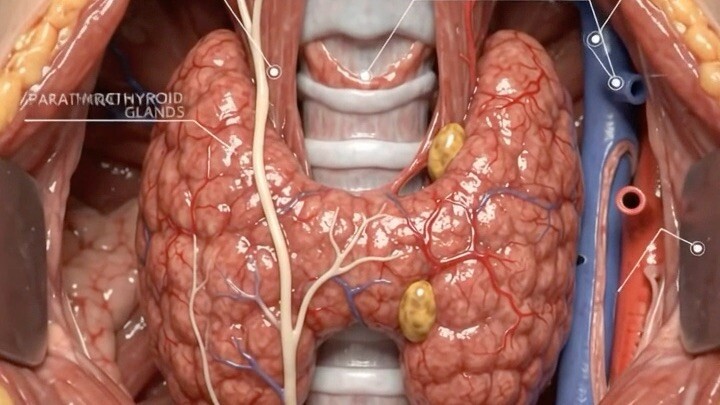 Thyroidectomy how thyroid gland is removed