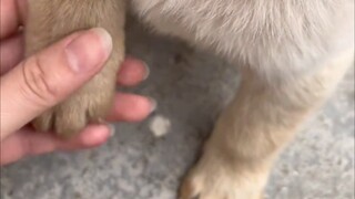 Your hands are so tiny! 🐶