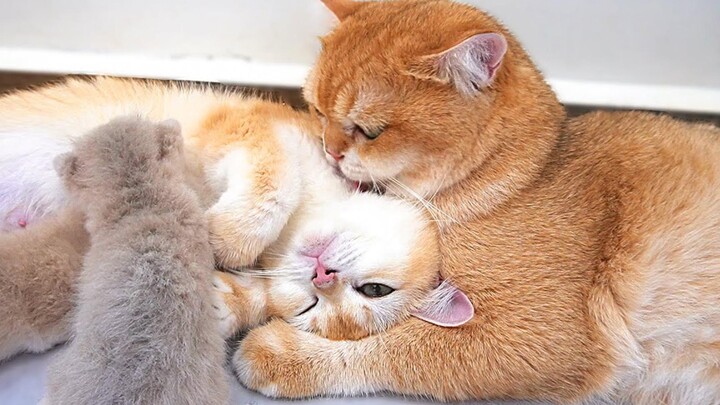 Inilah cinta di antara para kucing