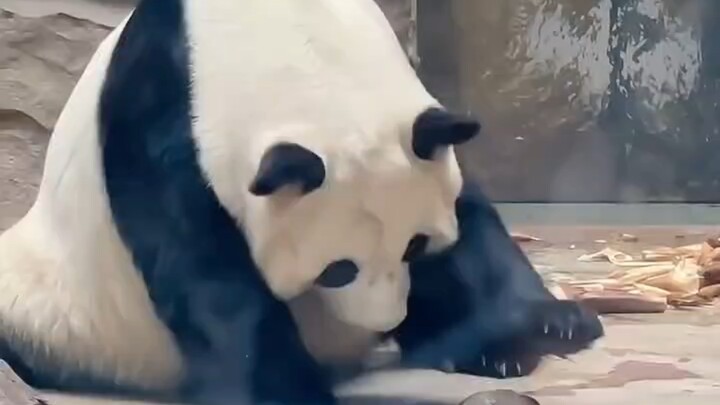 Tại Thành Đô, Tứ Xuyên, một con bồ câu bị thương đã rơi vào khu trưng bày gấu trúc.