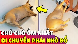 Tội nghiệp chú chó 'ỐM NHOM' không đi nổi 'NHỜ SEN' có chút việc cũng không xong 😅 Gâu Đần