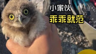 Such lovely animal videos!